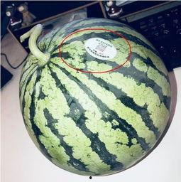 本周最新吃瓜网红,本周网红吃瓜盛宴盘点！”